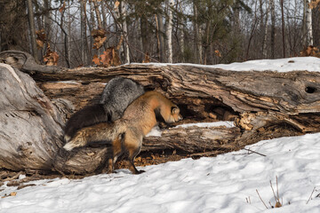Silver Fox (Vulpes vulpes) Investigates Log Next to Red Fox Winter