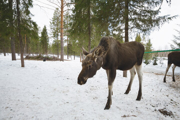 small moose in a nature reserve