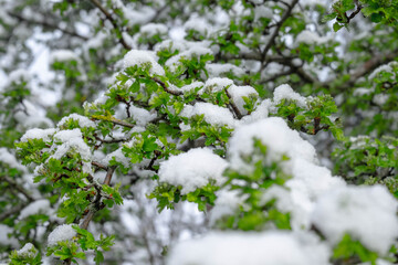 Sprouting foliage covered in snow