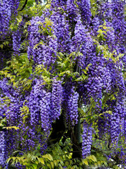 Purple flowers of wisteria blooming in the spring time