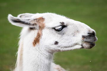 Obraz premium side view of llama head