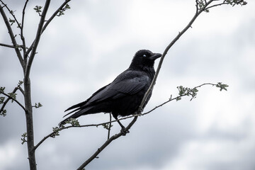 black crow with white eye (blinking)