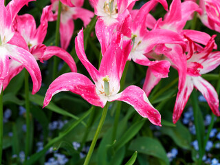 Red and pink tulips with raindrops blooming on the flower beds
