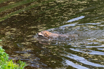 Grey Wolf (Canis lupus) Swims For Shoreline Summer