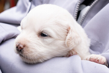 white puppy in the arms of a man