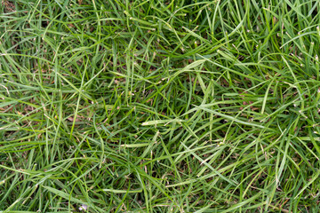 green grass texture