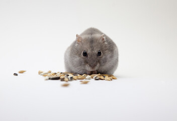 Fototapeta na wymiar Zwerg Hamster Nagetier Haustier Tier niedlich am fressen von Körner Futter