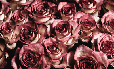 pink roses collected in a gift bouquet on a dark background