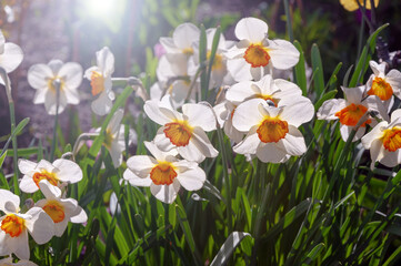 Fototapeta premium White daffodil in the spring sunbeam. Spring White Daffodils. Narcissus flowers backlit by sunshine