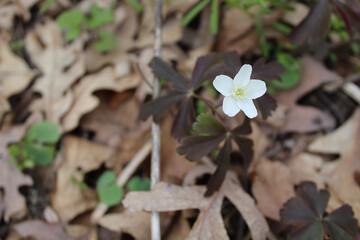 Wood anemone with purple leaves at Van Patten Woods in Wadsworth, Illinois