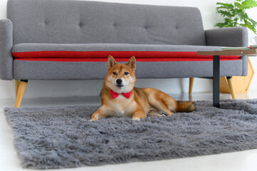 Shiba Inu Japanese dog with tie bowtie red on the carpet near sofa in living room. Pet Lover concept. animal portrait with copy space