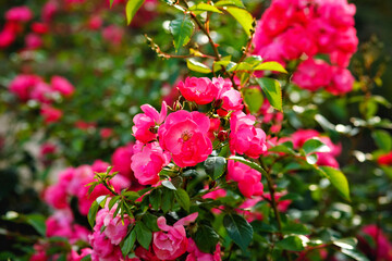 Fototapeta premium Bush of roses on bright summer day. Rose flower on background blurry pink roses flower in the garden of roses. Nature. Soft focus.