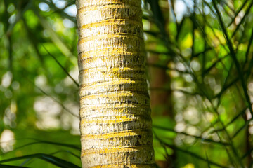 Fototapeta premium Palm tree trunk close up in the jungle.