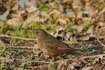 robin on the grass, bird, nature, animal, wildlife, blackbird, beak, grass, wild, robin, sparrow, small, brown, green, feathers, turdus, young, feather, birds, black, garden, avian, songbird, fauna, 