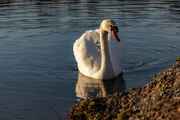 Schwan auf einem See