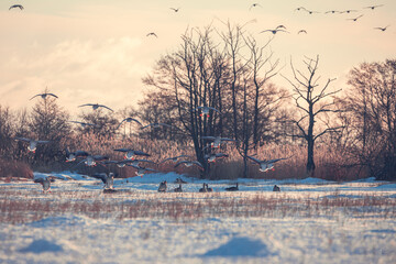 Anser anser - gęś Gęgawa, Greylag goose © Pawel Kowalczyk