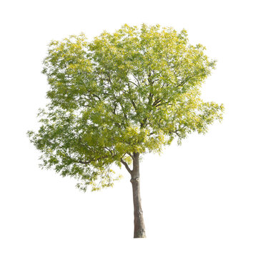 Japanese pagoda tree, also known as Styphnolobium japonicum, isolated tree on white background.