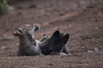 Fototapeta premium Louveteaux du Mackenzie