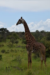 giraffe in the wild