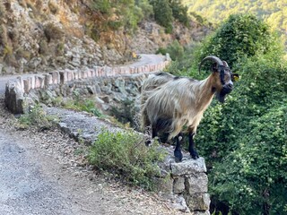 Goat on lonley road (corsica)