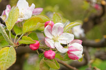 Obraz premium Pollinator-friendly apple and pear trees blooming with pretty white and pink flowers in a private urban orchard on a spring day in Italy