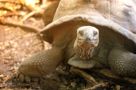 Tortoises Images – Browse 143,319 Stock Photos, Vectors, and Video ...