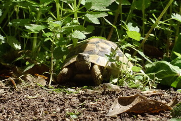 Turtle in the grass
