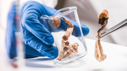 Magic Mushrooms in laboratory. Psilocybin science and research. Person examining fungi.