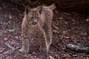 Lynx boréal
