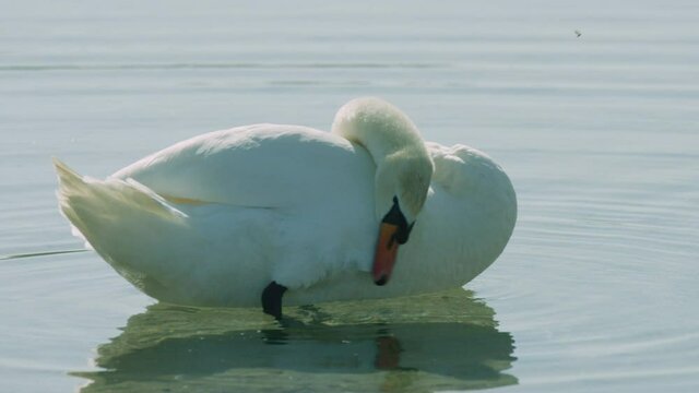 Schwan auf See reinigt sich in Slow Motion