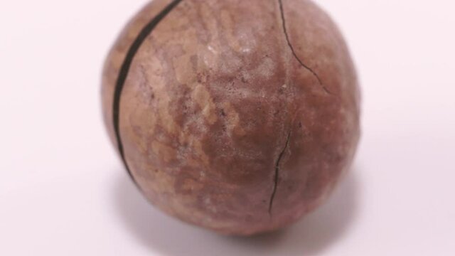 Nut. Nut in a macadamia shell.
