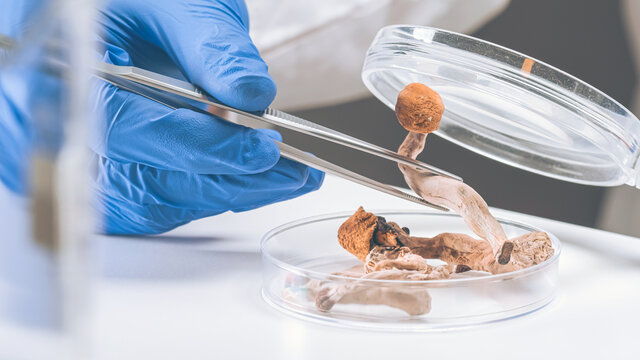 Scientist examining magic mushrooms with a loupe and tweezers in a petri dish at laboratory.