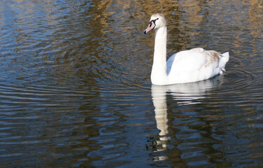A Mute Swan (cygnus olor) in the Ziegeleipark, Heilbronn, Germany
