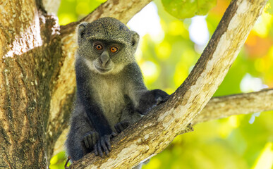 White-throated Monkey (cercopithecus albogularis) in a tree, Kenya, Africa