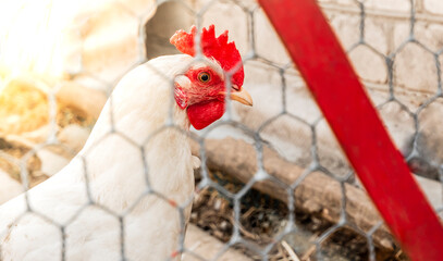 Young white chicken. Looks through the wire netting. Chicken behind a metal gray fence net on a farm. organic breeding of birds. environmentally friendly chicken product.