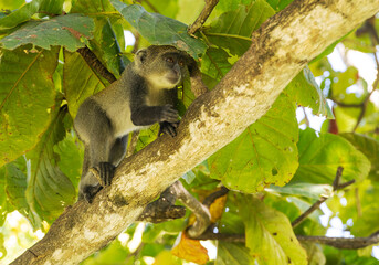White-throated Monkey (cercopithecus albogularis) in a tree, Kenya, Africa