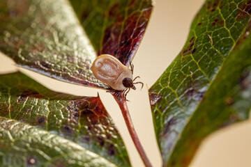 Engorged tick on a green leaf. Lyme disease caused by borrelia.