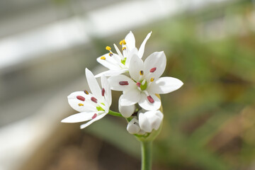 Naklejka na ściany i meble Hairy garlic flower (Allium subhirsutum) close up.
