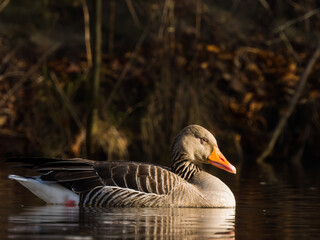 greylag goose