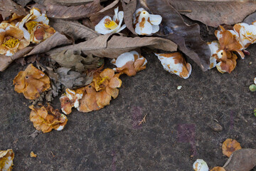 Autumn scene with copy space showing decaying camellias on ground