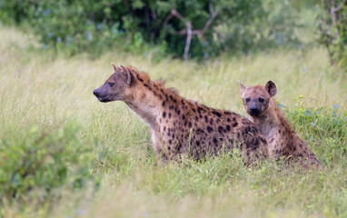 Two Spotted Hyenas in Tsavo East National Park, Kenya, Africa