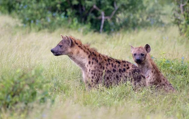  Two Spotted Hyenas in Tsavo East National Park, Kenya, Africa © Marc Stephan