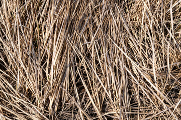 Close-up texture of last year's dry grass in a dry swamp