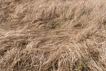 Texture of yellow dry grass in a dried swamp