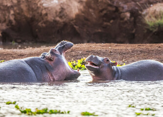Hippo in Tsavo-West National Park, Kenya, Africa