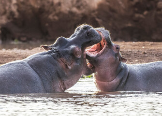 Hippo in Tsavo-West National Park, Kenya, Africa