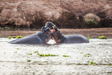 Hippo in Tsavo-West National Park, Kenya, Africa
