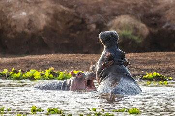 Hippo in Tsavo-West National Park, Kenya, Africa