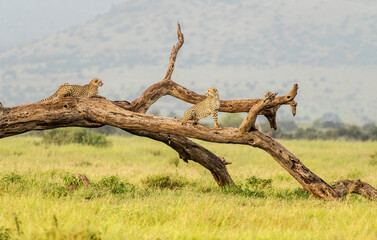 Two Cheetahs (Acinonyx jubatus) sitting on a tree in Amboseli national Park, Kenya, Africa