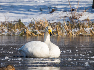 whooper swan
